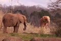 An African Elephant Loxodonta africana at the North Carolina Zoo in Asheboro, NC.