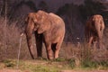 An African Elephant Loxodonta africana at the North Carolina Zoo in Asheboro, NC.