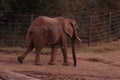 An African Elephant Loxodonta africana at the North Carolina Zoo in Asheboro, NC.