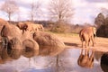 An African Elephant Loxodonta africana with a reflection on water at the North Carolina Zoo in Asheboro, NC.