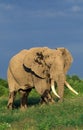 AFRICAN ELEPHANT loxodonta africana, OLD MALE, KENYA Royalty Free Stock Photo