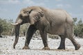 African elephant Loxodonta africana on the open plains of the Etosha National Park, Namibia, southern Africa Royalty Free Stock Photo