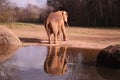 An African Elephant Loxodonta africana with a reflection on water at the North Carolina Zoo in Asheboro, NC.