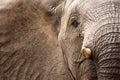 African elephant (Loxodonta africana) Royalty Free Stock Photo