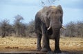 African Elephant (Loxodonta Africana) squirting mud on savannah