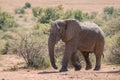 An African elephant Loxodonta africana in Pilanesberg Game Reserve, South Africa Royalty Free Stock Photo