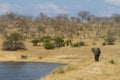 African elephant Loxodonta africana walking next to a waterhole Royalty Free Stock Photo