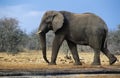 African Elephant (Loxodonta Africana) walking on savannah Royalty Free Stock Photo