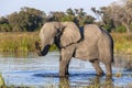 African Elephant - Okavango Delta - Botswana Royalty Free Stock Photo