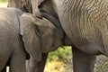 African Elephant, loxodonta africana, Young Suckling, Masai Mara Park in Kenya Royalty Free Stock Photo