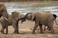 African Elephant, loxodonta africana, Youngs playing near River, Samburu Park in Kenya Royalty Free Stock Photo