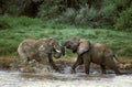 African Elephant, loxodonta africana, Youngs playing in River, Masai Mara Park in Kenya Royalty Free Stock Photo