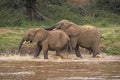 African Elephant, loxodonta africana, Youngs playing in River, Masai Mara Park in Kenya Royalty Free Stock Photo