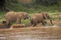 African Elephant, loxodonta africana, Youngs Playing in River, Masai Mara Park in Kenya Royalty Free Stock Photo