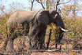 IMG_3955  African Elephant  loxodonta in Autumn Landscape,captured in Shingwedzi, Kruger National Park,South Africa on29.08.18 Royalty Free Stock Photo