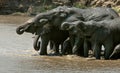 Elephant family at the water hole