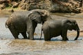 Elephant family at the water hole