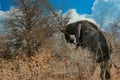 Elephant uprooting a tree