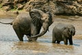 Elephant family at the water hole