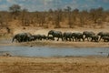 Elephant family at the water hole