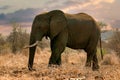 Elephants in Africa at sunset