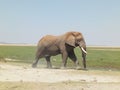 African Elephant Loxodonta African Ndovu or Tembo Royalty Free Stock Photo