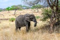 African elephant (Loxodonta) at the Serengeti national park, Tanzania. Wildlife photo Royalty Free Stock Photo