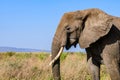 African elephant (Loxodonta) at the Serengeti national park, Tanzania. Wildlife photo Royalty Free Stock Photo