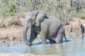 African elephant in a muddy lake