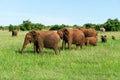 African elephant in Maasai Mara National Reserve, Kenya Royalty Free Stock Photo