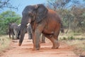 African Elephant Royalty Free Stock Photo