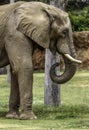 African Elephant Male