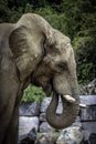 African Elephant Male