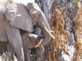 African Elephant in the Mapungubwe