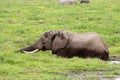 African elephant in marshland