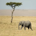 African Elephant Masai mara Kenya Royalty Free Stock Photo