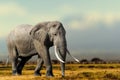 African Elephant, Masai Mara National Park, Kenya. Royalty Free Stock Photo
