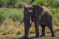 African elephant in Masai mara African safari Royalty Free Stock Photo