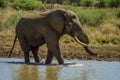 African elephant in Masai mara African safari Royalty Free Stock Photo