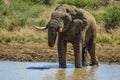 African elephant in Masai mara African safari Royalty Free Stock Photo