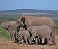 African Elephant Matriarch and Family Royalty Free Stock Photo