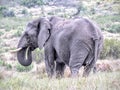 African elephant matriarch