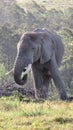 African Elephant Matriarch Royalty Free Stock Photo