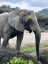 African elephant minding its own business