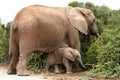 African Elephant Mom and Baby