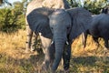 African Elephant in Moremi, Botswana safari wildlife Royalty Free Stock Photo