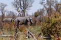 African Elephant Moremi Game reserve, Okawango Delta Royalty Free Stock Photo