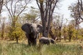 African Elephant Moremi Game reserve, Okawango Delta Royalty Free Stock Photo