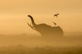 African Elephant in the morning mist at sunrise in Amboseli, Ken