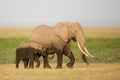 African Elephant mother and calf, Amboseli, Kenya